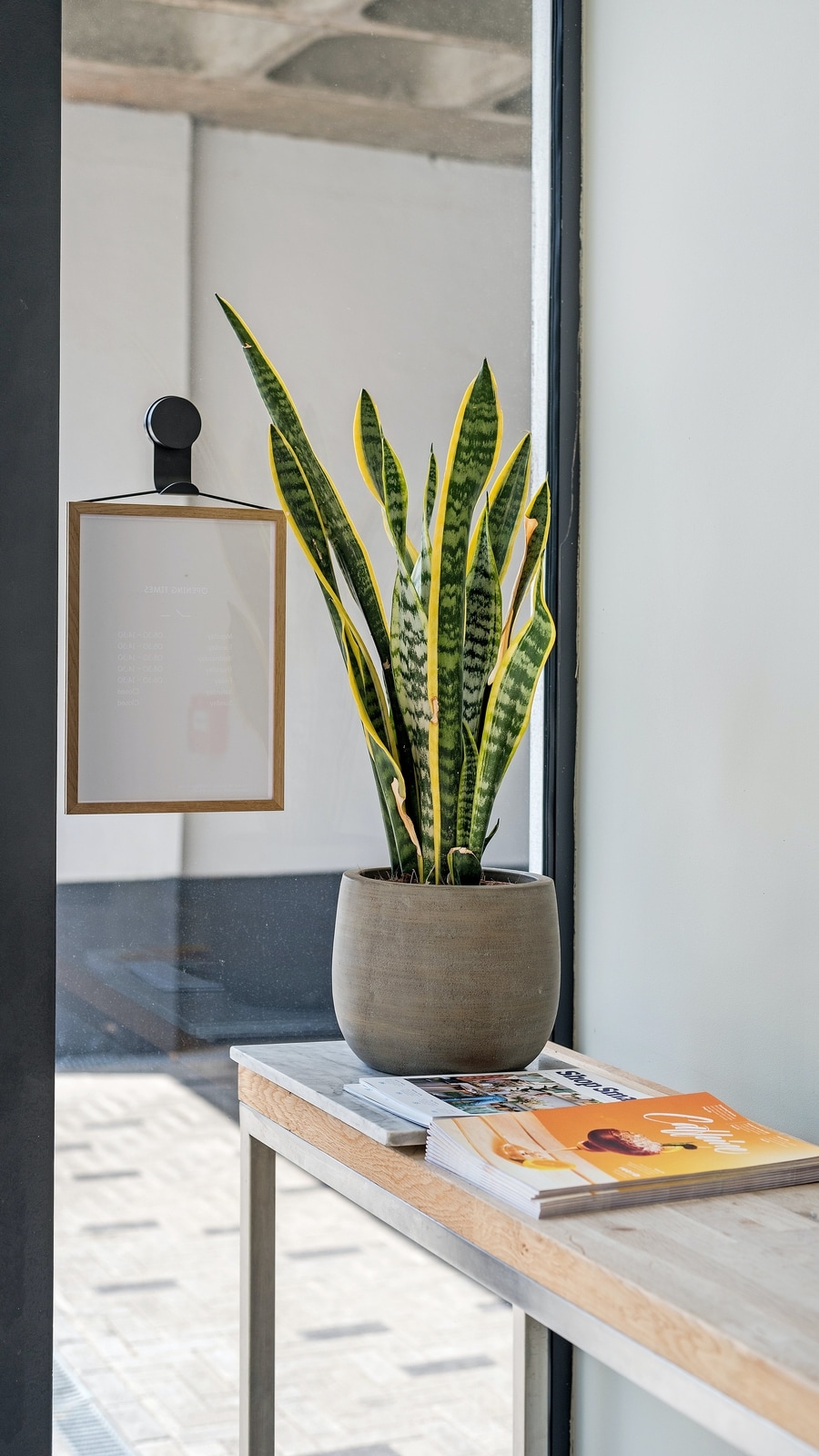 snake_plant