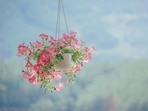 Hanging_flowers