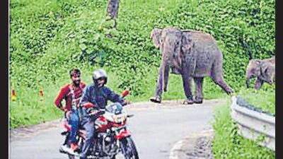 Kodagu has witnessed a rise in human-elephant conflict in recent times. (HT) Kodagu has witnessed a rise in human-elephant conflict in recent times. (HT)
