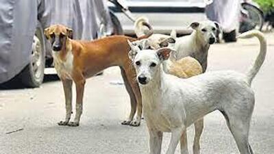 These regulations advocate for resolving conflicts between individuals and stray dogs in a humane manner without resorting to relocating the animals. (Representational Image/HT File) These regulations advocate for resolving conflicts between individuals and stray dogs in a humane manner without resorting to relocating the animals. (Representational Image/HT File)