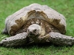 African Spur Thighed Tortoise. India, with its abundant biodiversity and strategic geographic location, serves majorly as a destination and sometimes as a source for trafficked exotic species.&nbsp;