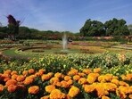 Spring flowers begin to bloom across Delhi as the weather becomes warmer. (Shutterstock) Spring flowers begin to bloom across Delhi as the weather becomes warmer. (Shutterstock)