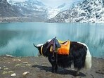 The picturesque Tsomgo Lake in Sikkim (Representational picture)(File photo)