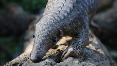 Pangolin. The impact of this trade is profound and multifaceted. Beyond the immediate threat to the survival of these species, trafficking of exotic species undermines conservation efforts, disrupts ecosystems, and can introduce invasive species that threaten local wildlife. (Photo by Neil D'Cruze) Pangolin. The impact of this trade is profound and multifaceted. Beyond the immediate threat to the survival of these species, trafficking of exotic species undermines conservation efforts, disrupts ecosystems, and can introduce invasive species that threaten local wildlife. (Photo by Neil D'Cruze)