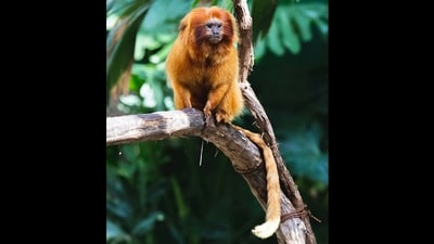 The elusive Golden-headed Lion Tamarin marmoset is on the official list of the Wildlife Crime Control Bureau as a trafficked species. (Photo by Matt Flores / Unsplashed) The elusive Golden-headed Lion Tamarin marmoset is on the official list of the Wildlife Crime Control Bureau as a trafficked species. (Photo by Matt Flores / Unsplashed)