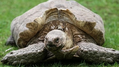 African Spur Thighed Tortoise. India, with its abundant biodiversity and strategic geographic location, serves majorly as a destination and sometimes as a source for trafficked exotic species. (Photo by Neil D'Cruze) African Spur Thighed Tortoise. India, with its abundant biodiversity and strategic geographic location, serves majorly as a destination and sometimes as a source for trafficked exotic species. (Photo by Neil D'Cruze)