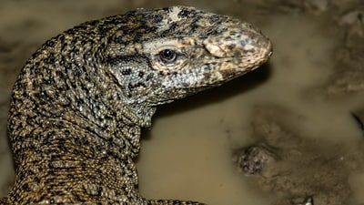 Monitor Lizard (Varanus). According to the Wildlife Crime Control Bureau (WCCB), the period from 2011 to 2020 witnessed approximately 140 seizures of live exotic wildlife species. (Photo by Neil D'Cruze) Monitor Lizard (Varanus). According to the Wildlife Crime Control Bureau (WCCB), the period from 2011 to 2020 witnessed approximately 140 seizures of live exotic wildlife species. (Photo by Neil D'Cruze)