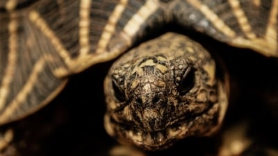 Star Tortoise. The smuggling of native species of India to other countries includes mostly turtles and tortoises, according to the Wildlife Crime Control Bureau (WCCB). “The Indian Star Tortoise is notably the most trafficked species in this illegal trade," said HV Girisha, director, WCCB - India’s apex body to deal with wildlife crime. (Photo by Neil D'Cruze) Star Tortoise. The smuggling of native species of India to other countries includes mostly turtles and tortoises, according to the Wildlife Crime Control Bureau (WCCB). “The Indian Star Tortoise is notably the most trafficked species in this illegal trade," said HV Girisha, director, WCCB - India’s apex body to deal with wildlife crime. (Photo by Neil D'Cruze)
