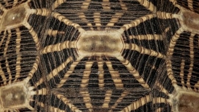 Star Tortoise (shell detail). (Photo by Neil D'Cruze) Star Tortoise (shell detail). (Photo by Neil D'Cruze)