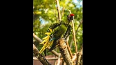 Green Macaw. In the avian world, the exotic trade sees the Green and Blue Macaw and Copper Teal being smuggled across borders. (Photo by Jay) Green Macaw. In the avian world, the exotic trade sees the Green and Blue Macaw and Copper Teal being smuggled across borders. (Photo by Jay)