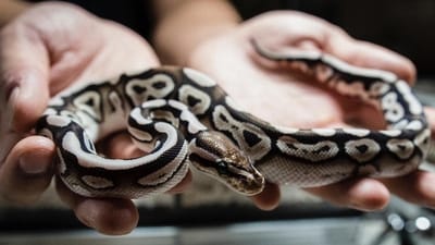 Ball Python. “Exotic pet trade is all about getting what is non-native and rare into a country where the owner can show off with the animal,” said Jose Louies, joint director and chief of wildlife crime control, Wildlife Trust of India. (Photo by Neil D'Cruze) Ball Python. “Exotic pet trade is all about getting what is non-native and rare into a country where the owner can show off with the animal,” said Jose Louies, joint director and chief of wildlife crime control, Wildlife Trust of India. (Photo by Neil D'Cruze)