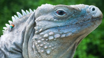 Blue Iguana. The routes used for illegal trafficking are as complex as they are covert. Smugglers exploit porous borders, leveraging land and air pathways to transport these animals across continents. (Photo by Neil D'Cruze) Blue Iguana. The routes used for illegal trafficking are as complex as they are covert. Smugglers exploit porous borders, leveraging land and air pathways to transport these animals across continents. (Photo by Neil D'Cruze)