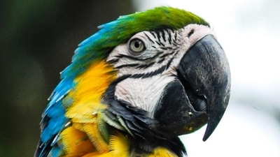 Blue and Yellow Macaw. In the realm of air trafficking, the dynamics shift towards using the vast network of international flights to move contraband. This method of trafficking is particularly chosen for smuggling a variety of species, including ball pythons, cockatoos, capuchin monkeys, iguanas, kangaroos, macaws, and marmoset monkeys. (Photo by Neil D'Cruze) Blue and Yellow Macaw. In the realm of air trafficking, the dynamics shift towards using the vast network of international flights to move contraband. This method of trafficking is particularly chosen for smuggling a variety of species, including ball pythons, cockatoos, capuchin monkeys, iguanas, kangaroos, macaws, and marmoset monkeys. (Photo by Neil D'Cruze)