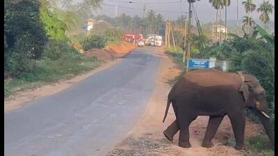 According to the panchayat president, the region is a hotbed of human-animal conflict involving elephants, gaurs and wild boars (HT) According to the panchayat president, the region is a hotbed of human-animal conflict involving elephants, gaurs and wild boars (HT)
