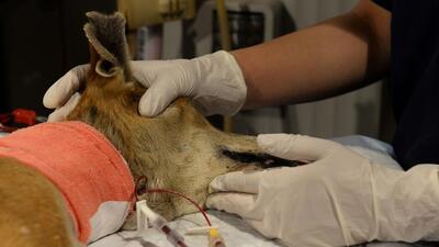 Pet clinics, veterinary doctors are reluctant to share their details with PMC, officials said. (AFP (PIC FOR REPRESENTATION)) Pet clinics, veterinary doctors are reluctant to share their details with PMC, officials said. (AFP (PIC FOR REPRESENTATION))