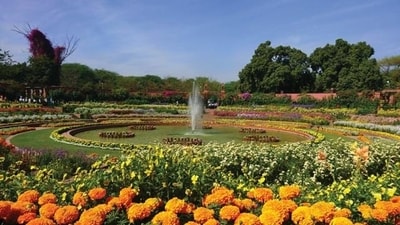 Spring flowers begin to bloom across Delhi as the weather becomes warmer. (Shutterstock) Spring flowers begin to bloom across Delhi as the weather becomes warmer. (Shutterstock)