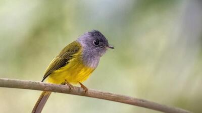 While Kerala recorded the most number of checklists, West Bengal reported the maximum number of species (Grey-headed Canary Flycatcher/Parthasarathi Chakrabarti) While Kerala recorded the most number of checklists, West Bengal reported the maximum number of species (Grey-headed Canary Flycatcher/Parthasarathi Chakrabarti)