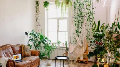 Go with the botanical home décor trend that is soothing as well as aesthetically-pleasing (Pexels) Go with the botanical home décor trend that is soothing as well as aesthetically-pleasing (Pexels)