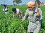 Farmers work in their wheat fields on the outskirts of Amritsar on Thursday. (AFP)