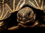The Indian star tortoise is a threatened species that is illegally trafficked(Courtesy Neil D'Cruze)
