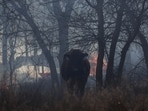A cow stands near a spot fire, likely from one of the recent deadly wildfires, fueled by high winds near Canadian, Texas, U.S., March 2, 2024. REUTERS/Leah Millis
