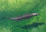 The visitor jumped on top of the alligator and worked with the handler to rescue her from the jaws of the reptile (representational image). The visitor jumped on top of the alligator and worked with the handler to rescue her from the jaws of the reptile (representational image).