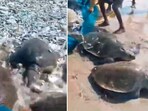 The image shows a group of fishermen helping ten Olive Ridley turtles to get back to waters in Tamil Nadu. The image shows a group of fishermen helping ten Olive Ridley turtles to get back to waters in Tamil Nadu.