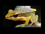 Golden-backed frog with a Bonnet Mushroom growing from its skin. 