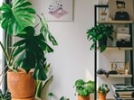 plants_img