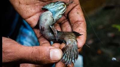 Channa sp. fish species. As the world grapples with the consequences of habitat loss and climate change, the added pressure of wildlife trafficking exacerbates the challenges facing endangered species in India and beyond, highlighting the urgent need for comprehensive solutions to protect the planet's irreplaceable natural wonders. (Photo by Neil D'Cruze) Channa sp. fish species. As the world grapples with the consequences of habitat loss and climate change, the added pressure of wildlife trafficking exacerbates the challenges facing endangered species in India and beyond, highlighting the urgent need for comprehensive solutions to protect the planet's irreplaceable natural wonders. (Photo by Neil D'Cruze)