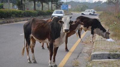 Noida authority officials said they will inspect the Parthala vegetable market area to rescue the cattle and move them away from roads and traffic. (HT Archive/representational image.) Noida authority officials said they will inspect the Parthala vegetable market area to rescue the cattle and move them away from roads and traffic. (HT Archive/representational image.)