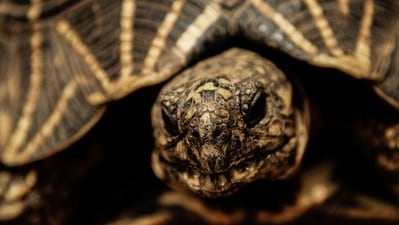The Indian star tortoise is a threatened species that is illegally trafficked (Courtesy Neil D'Cruze) The Indian star tortoise is a threatened species that is illegally trafficked (Courtesy Neil D'Cruze)