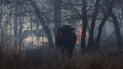 A cow stands near a spot fire, likely from one of the recent deadly wildfires, fueled by high winds near Canadian, Texas, U.S., March 2, 2024. REUTERS/Leah Millis (REUTERS)