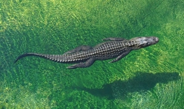 The visitor jumped on top of the alligator and worked with the handler to rescue her from the jaws of the reptile (representational image). (Unsplash/@eyedealstuff) The visitor jumped on top of the alligator and worked with the handler to rescue her from the jaws of the reptile (representational image). (Unsplash/@eyedealstuff)