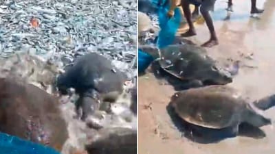 The image shows a group of fishermen helping ten Olive Ridley turtles to get back to waters in Tamil Nadu. (X/@supriyasahuias) The image shows a group of fishermen helping ten Olive Ridley turtles to get back to waters in Tamil Nadu. (X/@supriyasahuias)