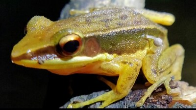 Golden-backed frog with a Bonnet Mushroom growing from its skin. (Image/@Reptiles and Amphibians) Golden-backed frog with a Bonnet Mushroom growing from its skin. (Image/@Reptiles and Amphibians)
