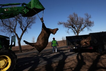 Mike Martinez helps Chuck Morgan move the body of a dead cow, killed by the recent wildfires, into a trailer with other dead cattle near Canadian, Texas, U.S., March 1, 2024. REUTERS/Leah Millis (REUTERS)