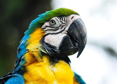 Among exotic birds, Green and Blue Macaw is smuggled across borders. (Courtesy Neil D’Cruze) Among exotic birds, Green and Blue Macaw is smuggled across borders. (Courtesy Neil D’Cruze)