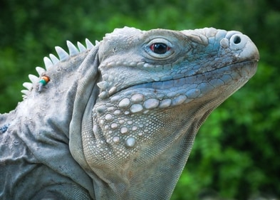 The Blue Iguana is an exotic species brought into India (Courtesy Neil D’Cruze) The Blue Iguana is an exotic species brought into India (Courtesy Neil D’Cruze)