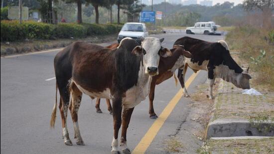 Noida authority officials said they will inspect the Parthala vegetable market area to rescue the cattle and move them away from roads and traffic. (HT Archive/representational image.)
