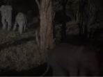 The forest officials spotted the distressed elephants and came to their aid. 