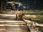India is home to some of the most diverse and captivating national parks in the world, each offering a unique glimpse into the country's rich wildlife and natural beauty. From the majestic Bengal tigers of Jim Corbett National Park to the stunning landscapes of Ranthambore National Park, these parks are a testament to India's commitment to preserving its natural heritage. Here are five national parks in India that you must visit for an unforgettable wildlife experience.&nbsp;(Unsplash)