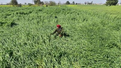 A farmer in Amritsar takes stock of his wheat crops, which was flattened by strong winds and heavy showers. (Sameer Sehgal/Hindustan Times) A farmer in Amritsar takes stock of his wheat crops, which was flattened by strong winds and heavy showers. (Sameer Sehgal/Hindustan Times)