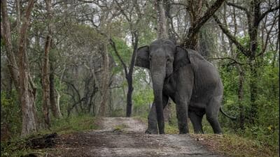 A wild elephant inside the Kaziranga national park in Assam. (AP File Photo)
