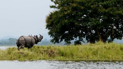 Kaziranga National Park: Located in Assam, Kaziranga is renowned for its population of Indian rhinoceroses. It is also a UNESCO World Heritage Site and home to tigers, elephants, and various bird species. (Wikipedia (File Photo)) Kaziranga National Park: Located in Assam, Kaziranga is renowned for its population of Indian rhinoceroses. It is also a UNESCO World Heritage Site and home to tigers, elephants, and various bird species. (Wikipedia (File Photo))