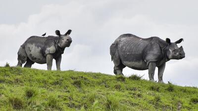 The standing committee also discussed implementation of eco-sensitive zones around national parks and sanctuaries (PTI) The standing committee also discussed implementation of eco-sensitive zones around national parks and sanctuaries (PTI)