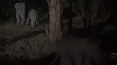 The forest officials spotted the distressed elephants and came to their aid. (X/@supriyasahuias) The forest officials spotted the distressed elephants and came to their aid. (X/@supriyasahuias)