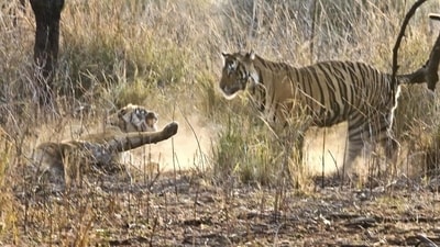 Ranthambore National Park: Situated in Rajasthan, Ranthambore is known for its tiger population and offers excellent opportunities for tiger sightings. It also boasts a diverse range of wildlife and historical landmarks, including the Ranthambore Fort. (HT Photo/Himanshu Vyas) Ranthambore National Park: Situated in Rajasthan, Ranthambore is known for its tiger population and offers excellent opportunities for tiger sightings. It also boasts a diverse range of wildlife and historical landmarks, including the Ranthambore Fort. (HT Photo/Himanshu Vyas)