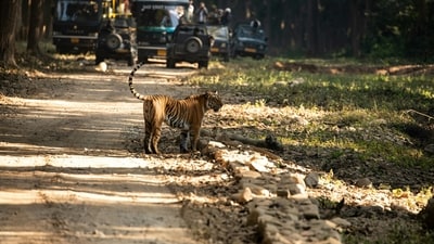 India is home to some of the most diverse and captivating national parks in the world, each offering a unique glimpse into the country's rich wildlife and natural beauty. From the majestic Bengal tigers of Jim Corbett National Park to the stunning landscapes of Ranthambore National Park, these parks are a testament to India's commitment to preserving its natural heritage. Here are five national parks in India that you must visit for an unforgettable wildlife experience. (Unsplash) India is home to some of the most diverse and captivating national parks in the world, each offering a unique glimpse into the country's rich wildlife and natural beauty. From the majestic Bengal tigers of Jim Corbett National Park to the stunning landscapes of Ranthambore National Park, these parks are a testament to India's commitment to preserving its natural heritage. Here are five national parks in India that you must visit for an unforgettable wildlife experience. (Unsplash)
