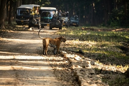 Rajasthan is home to some of the most diverse and captivating national parks. (Unsplash) Rajasthan is home to some of the most diverse and captivating national parks. (Unsplash)